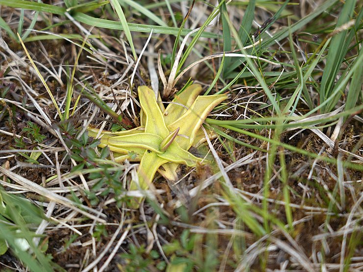 Kleine gelbe Pflanze