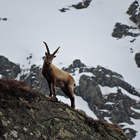 Ein Steinbock