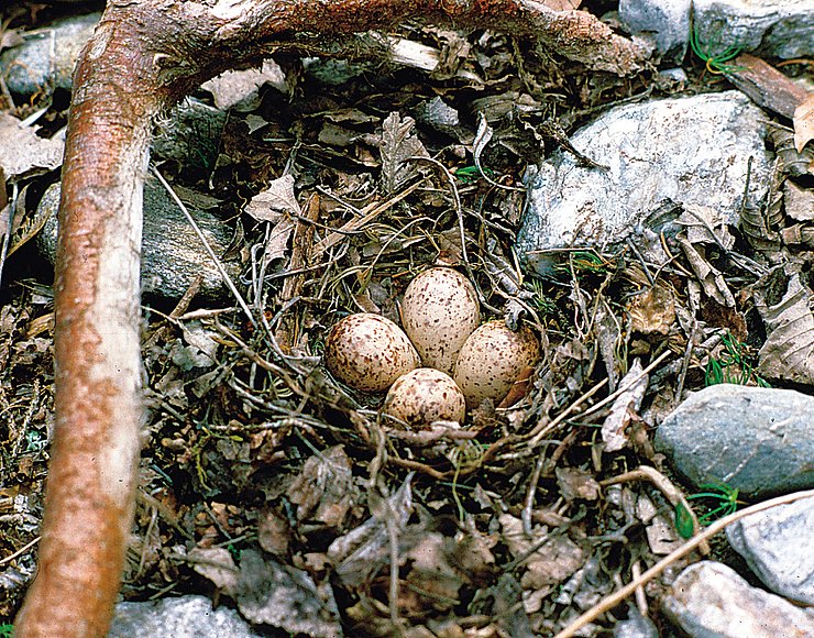 © Felix Lassacher Flussuferläufergelege