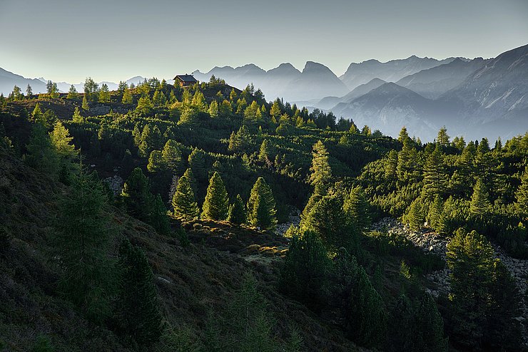 © BMLRT/Alexander Haiden Blick entlang des Waldes am Zirbenweg