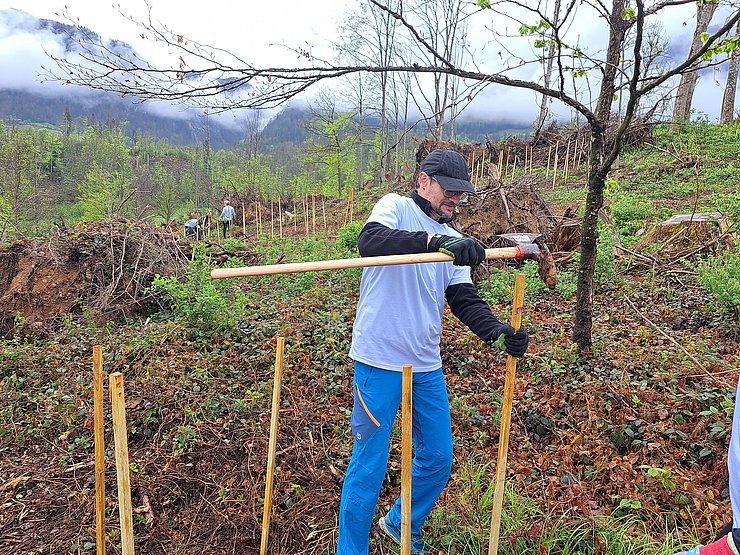 Person schlägt Holzstab in Waldboden