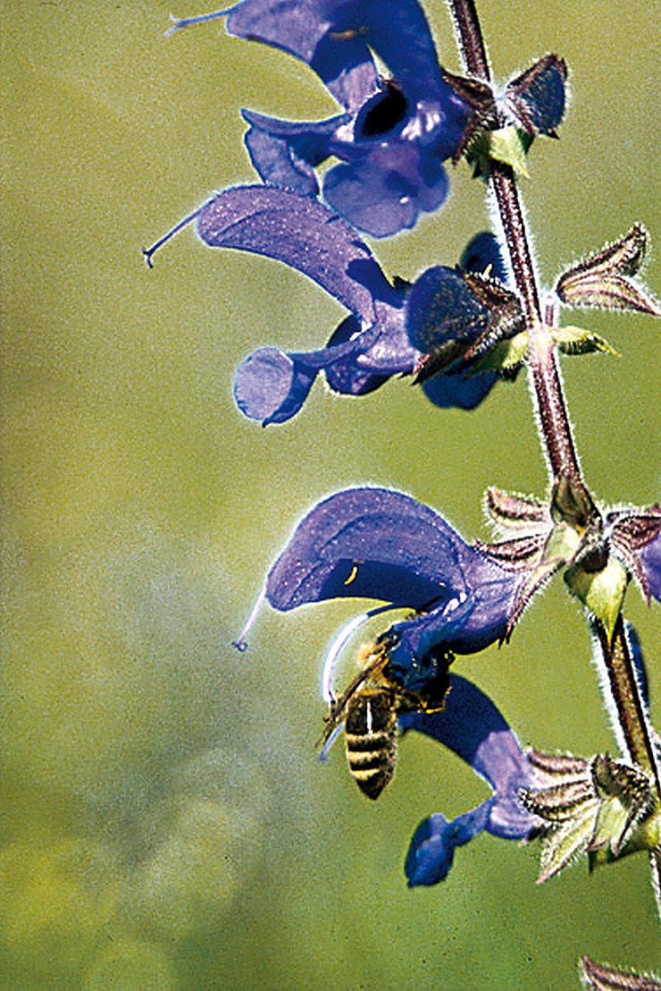 © Land Tirol/Revital Halb-Trockenwiesen