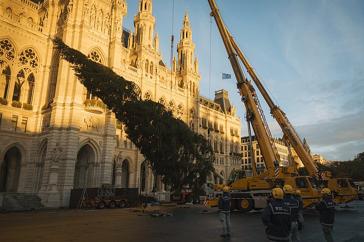 © Stadt Wien Marketing/Lisa Leutner Kräne ziehen Baum hoch