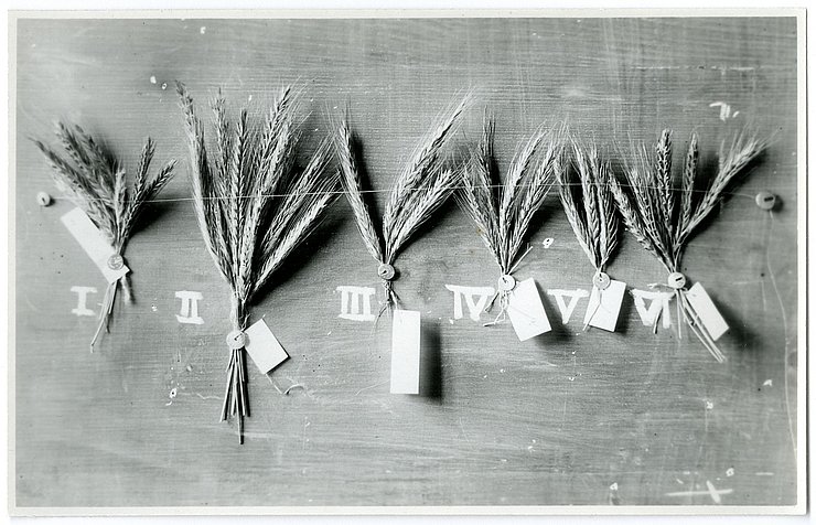 © Land Tirol Landsorten - Getreideährensammlung