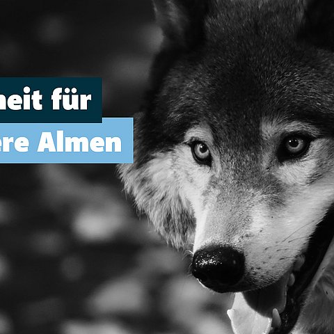 Sicherheit für unsere Almen