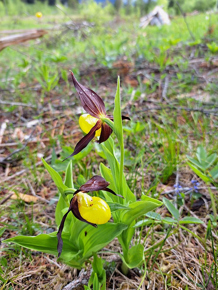 © Land Tirol Gelbviolette Orchidee