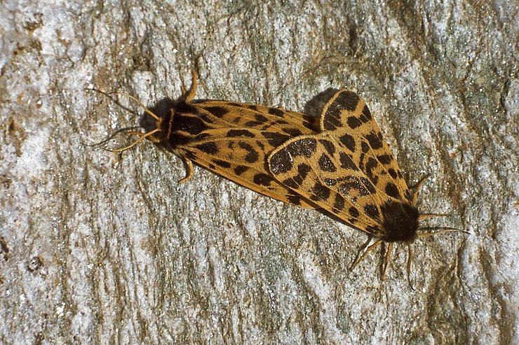 © Naturpark Ötztal/Deutsch Kleiner brauner Schmetterling