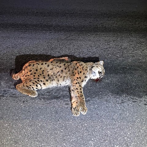 Der überfahrene Luchs tote Fuchs auf der Fahrbahn.