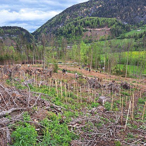 Wald mit jungen Bäumen