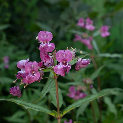 Drüsiges Springkraut