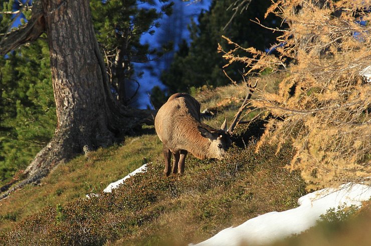 Ziel des Projekts war die Schaffung einer Grundlage für einen gesunden und klimafitten Wald sowie eine wildökologisch vertretbare Überwinterung des Rotwilds.