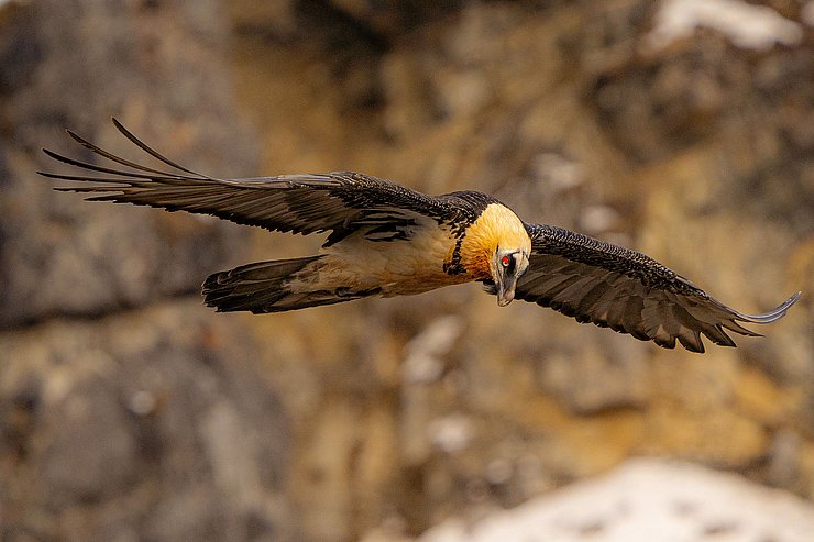 © Stefan Plangger Bartgeier