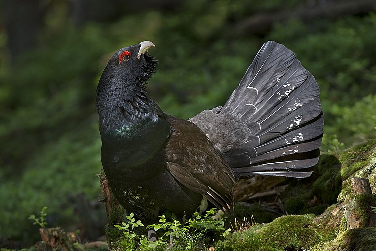 Auerhahn männlich balzend 