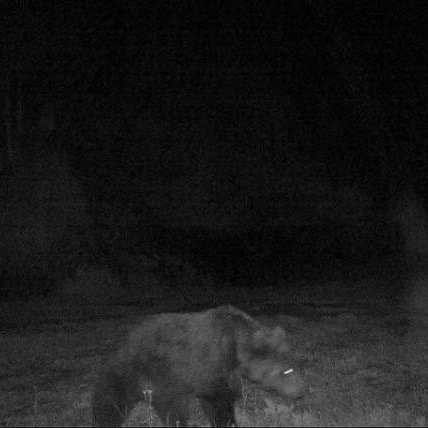 Wildkameraaufnahme des Bären im Gemeindegebiet von Pfunds.