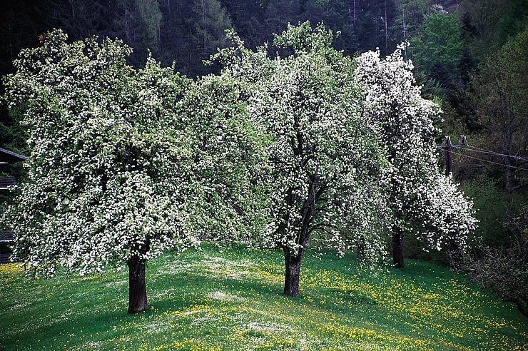 © Land Tirol/Revital Obstbaum
