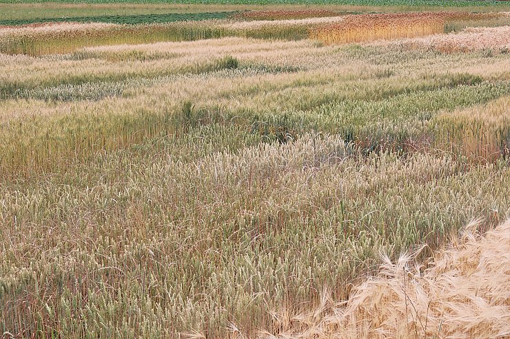 © Land Tirol Versuchsparzellen mit verschiedenen Getreidesorten