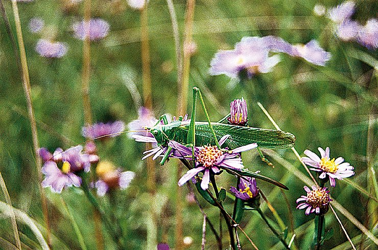 © Land Tirol/Revital Halb-Trockenwiesen