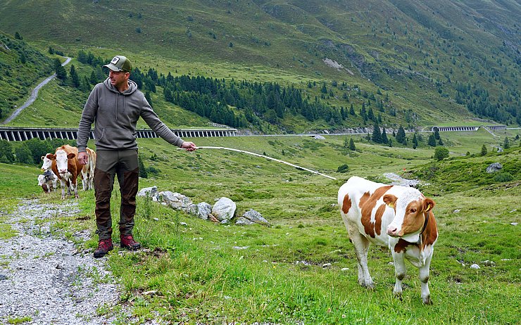 © Land Tirol/Hörmann Almwirt mit Weidevieh