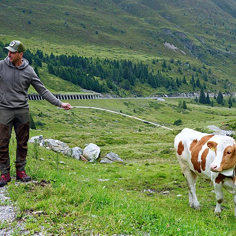 Almwirt mit Weidevieh