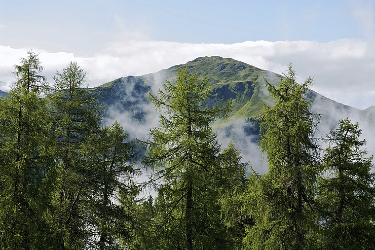 © Land Tirol/Gruppe Forst Bergwald