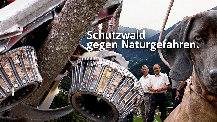 © Land Tirol / Raggl Finkenberger Schutzwald