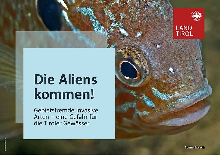 © Land Tirol Sonnenbarsch