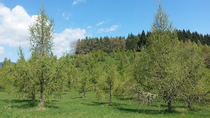 © Land Tirol/Gruppe Forst Lärchenplantage