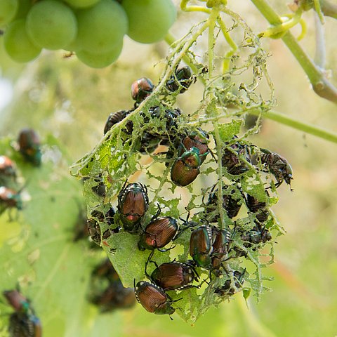 Käfer auf Blatt fressend