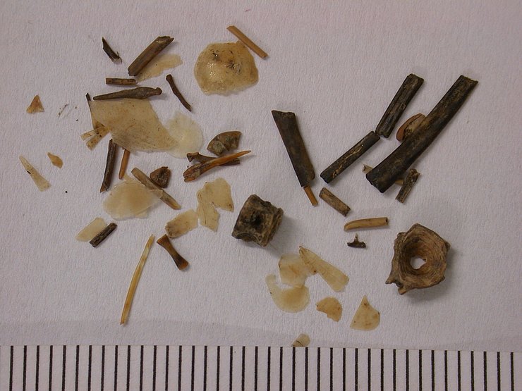 © Peter Trebsche, Institut für Archäologien, Universität Innsbruck auf dem Bild sind verschiedene Mikroreste zu sehen