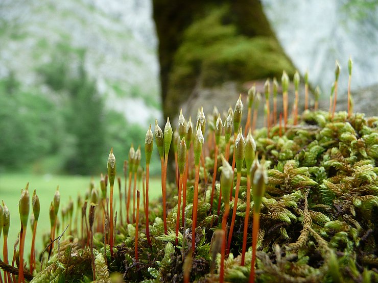 © Naturpark Karwendel/Kiebacher Moos