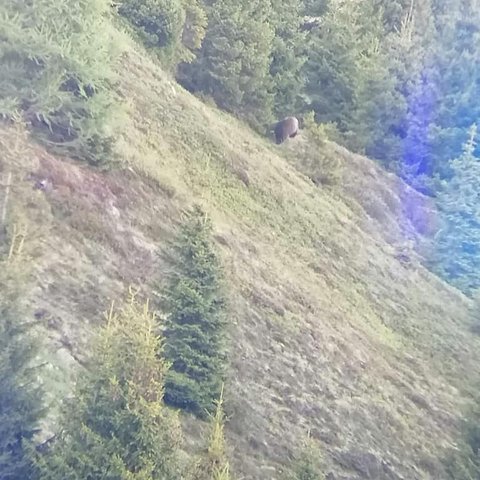 Am 14. Juni 2021 wurde im Gemeindegebiet von Fiss ein Bär aufgenommen. 