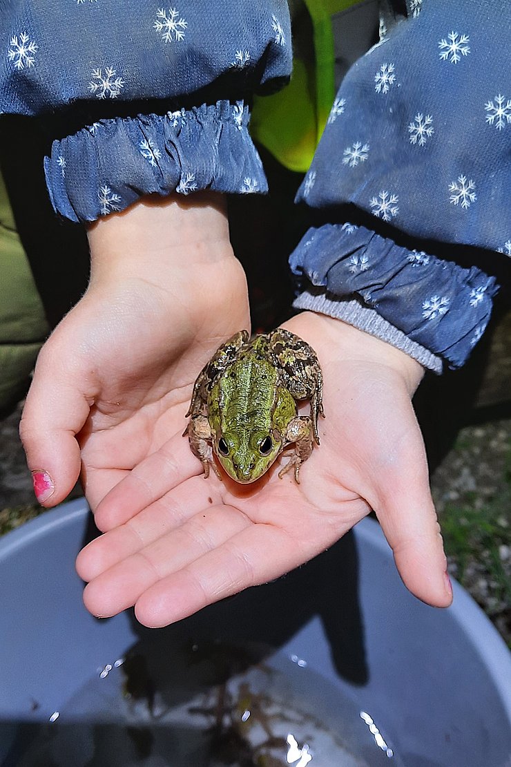 © Evi Guggelberger Kind mit Frosch in der Hand