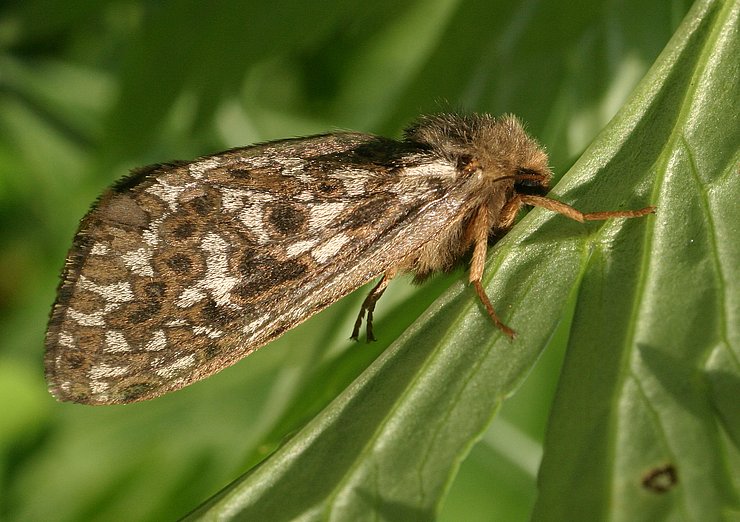 © TLM/Bucher Bräunlicher Schmetterling auf einem Blatt