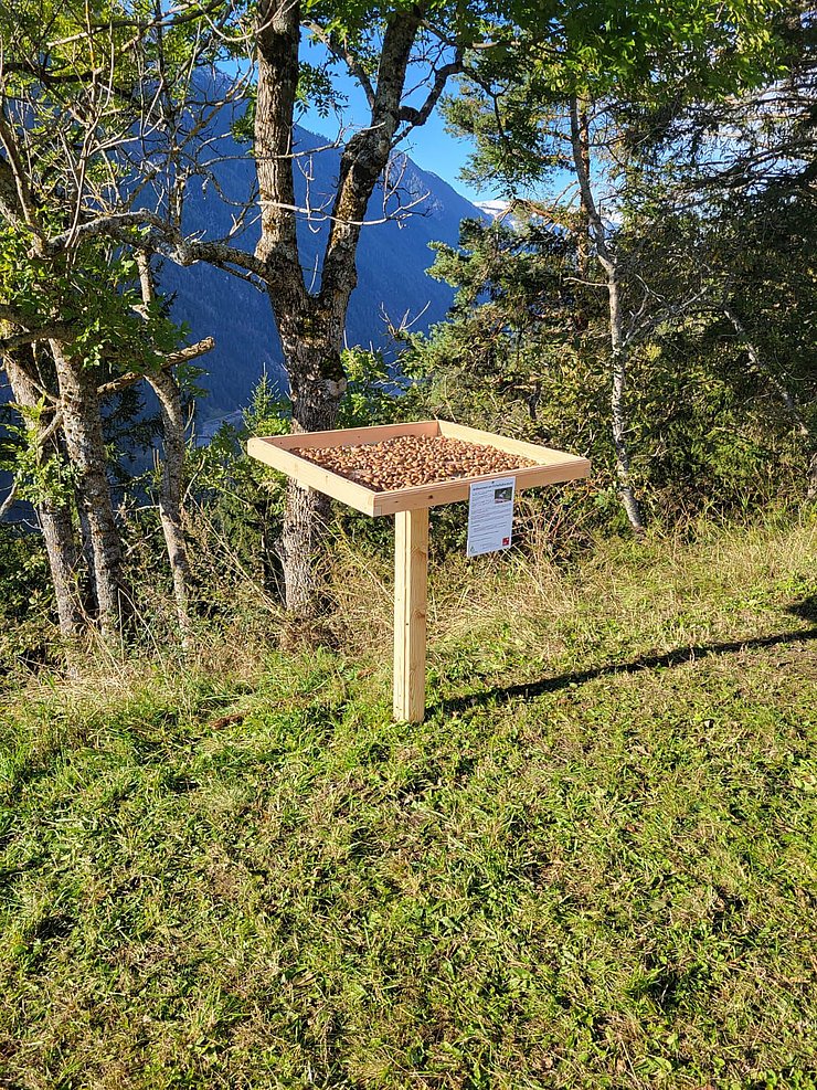 Tisch im Wald mit Eicheln darauf