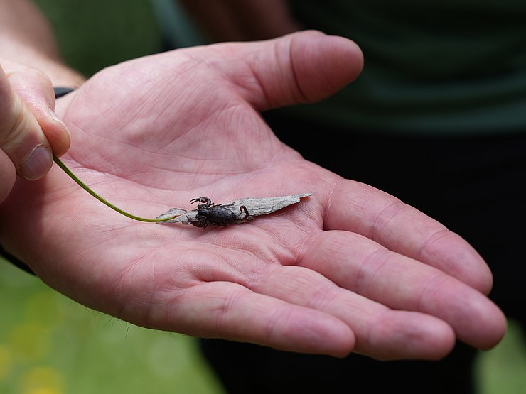 Winziger Skorpion auf einer Handfläche