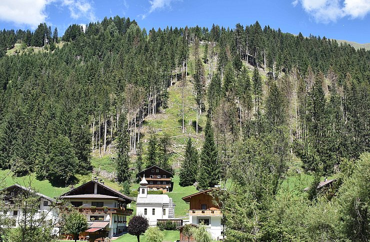 Waldstück mit Bäumen mit Borkenkäferbefall