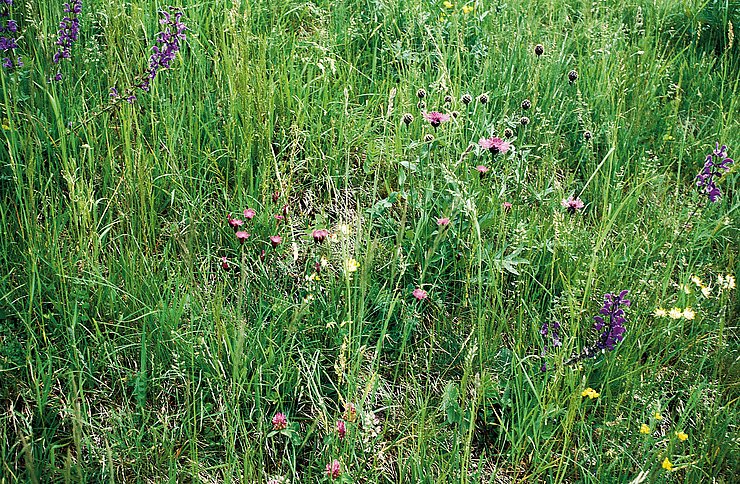 © Land Tirol/Revital Halb-Trockenwiesen