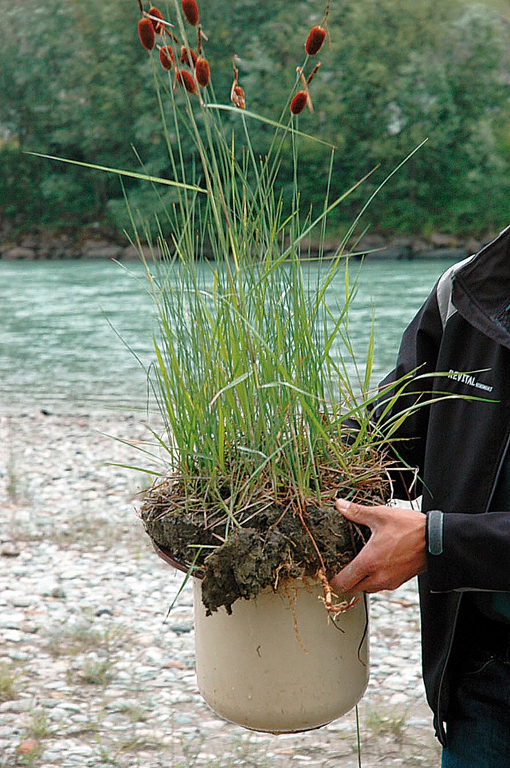 © Land Tirol/Revital Zwergrohrkolben