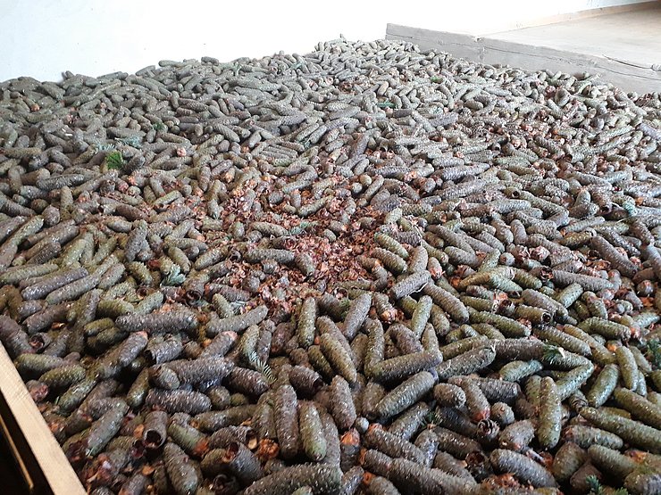 Tannenzapfen zur Trocknung ausgelegt