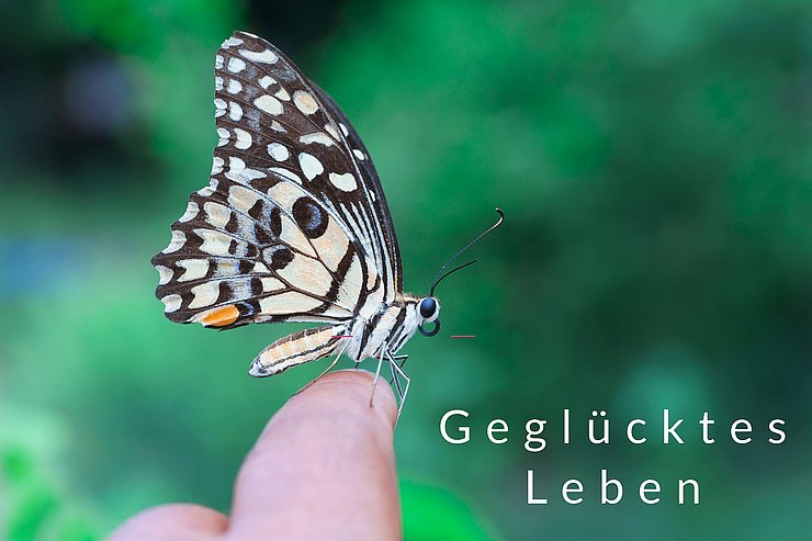 Schmetterling sitzt auf einer Hand
