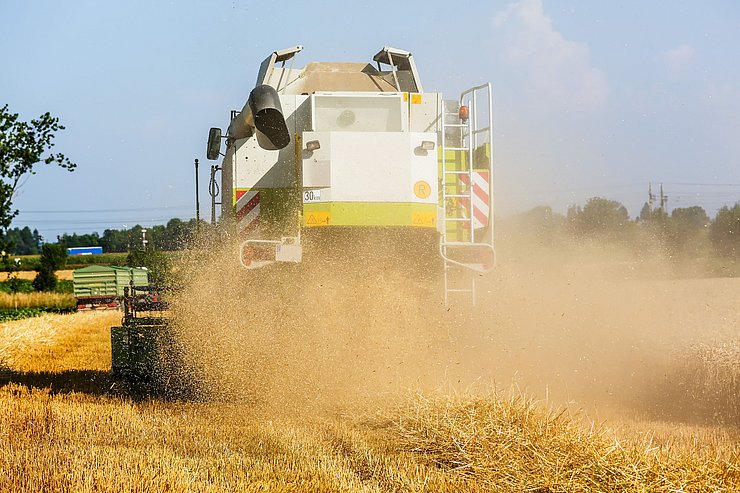 Getreidefeld mit Weizen bei der Ernte