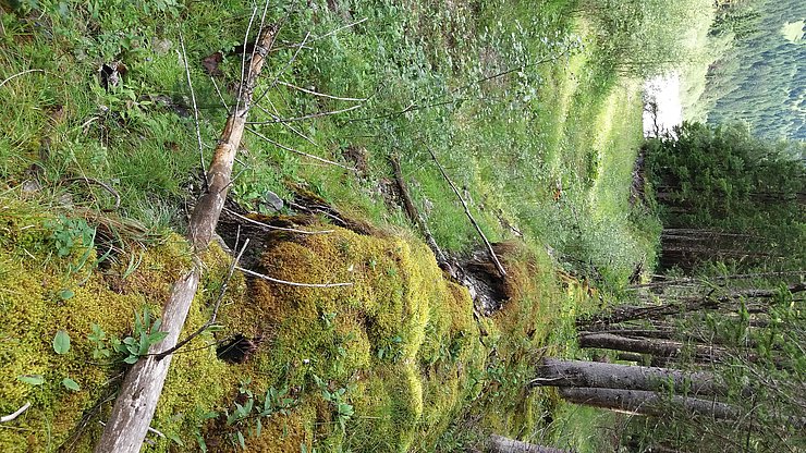 Desolate Längsverbauung im angrenzenden Wald. 