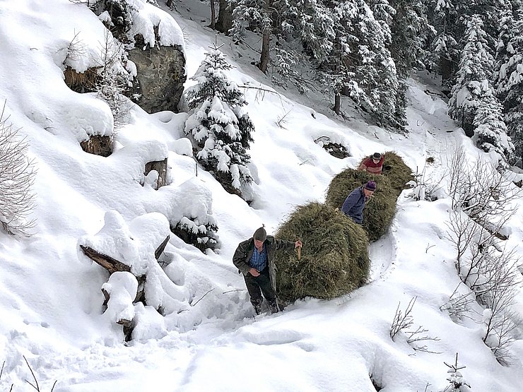 © TIROL ISCH TOLL/W. Kräutler Heuziehen im Valsertal