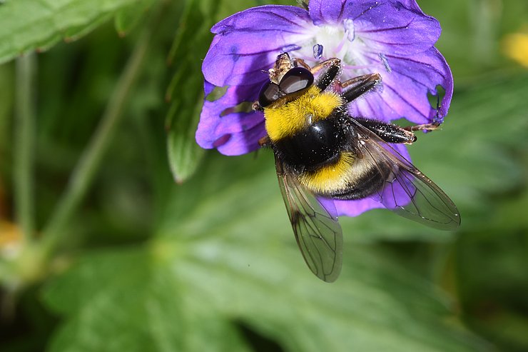 © Land Tirol/Leiner Hummel auf lila Blüte