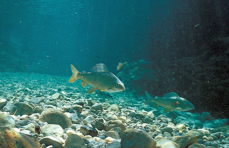 © Land Tirol/Revital Äsche