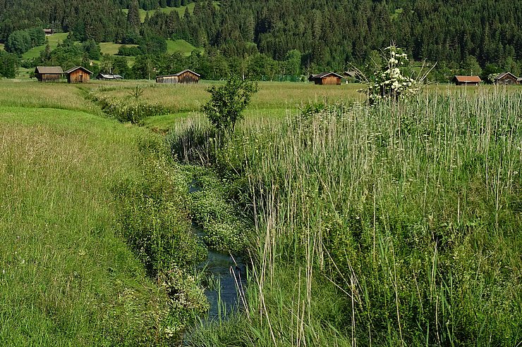 Strukturreicher Wiesenbach im Ehrwalder Becken