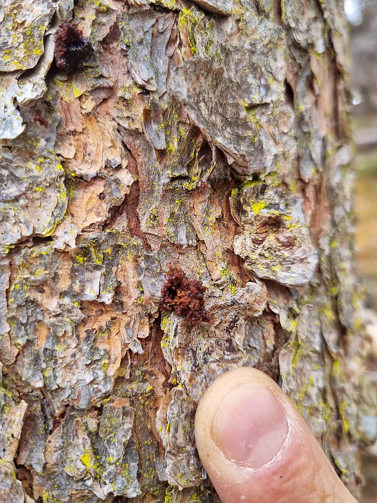 © Land Tirol Ein Frisches Einbohrloch am Stamm.