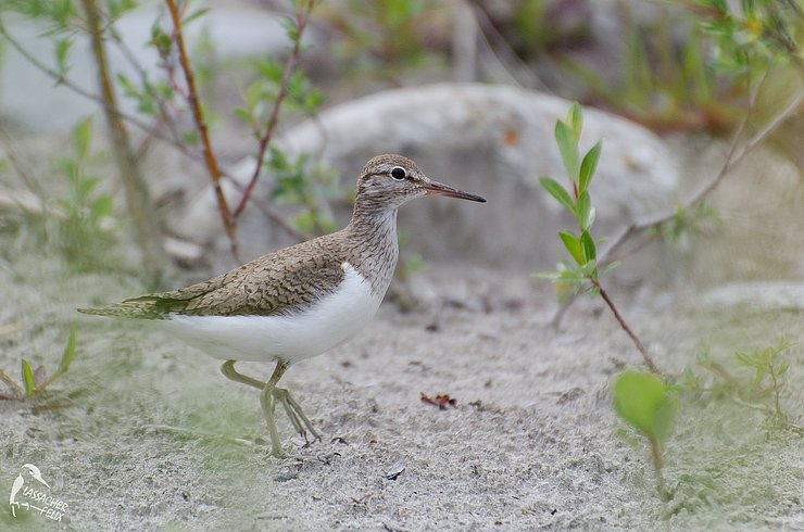 © Felix Lassacher Flussuferläufer