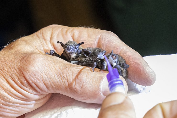 Drei Babyfledermäuse in der Hand, sie bekommen Milch aus einer Spritze 
