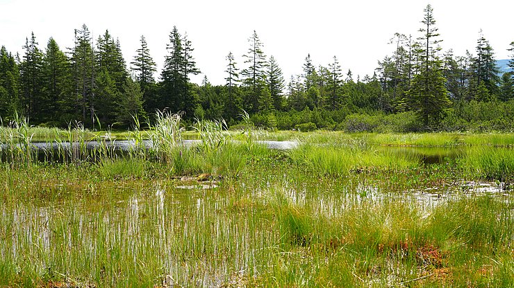 Kleiner Tümpel und Moorlandschaft